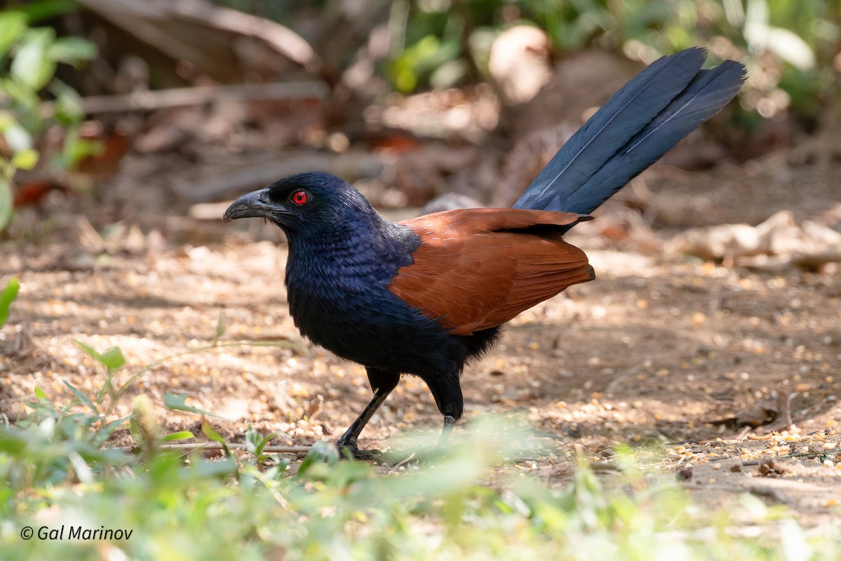 Greater Coucal - ML640020034