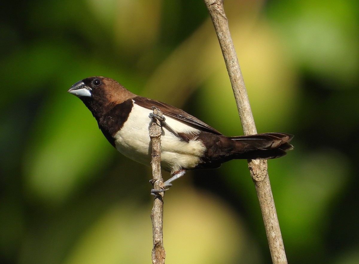 Javan Munia - ML640020096