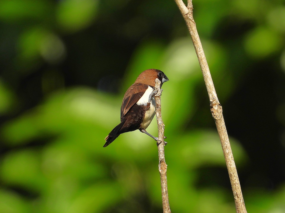Javan Munia - ML640020097