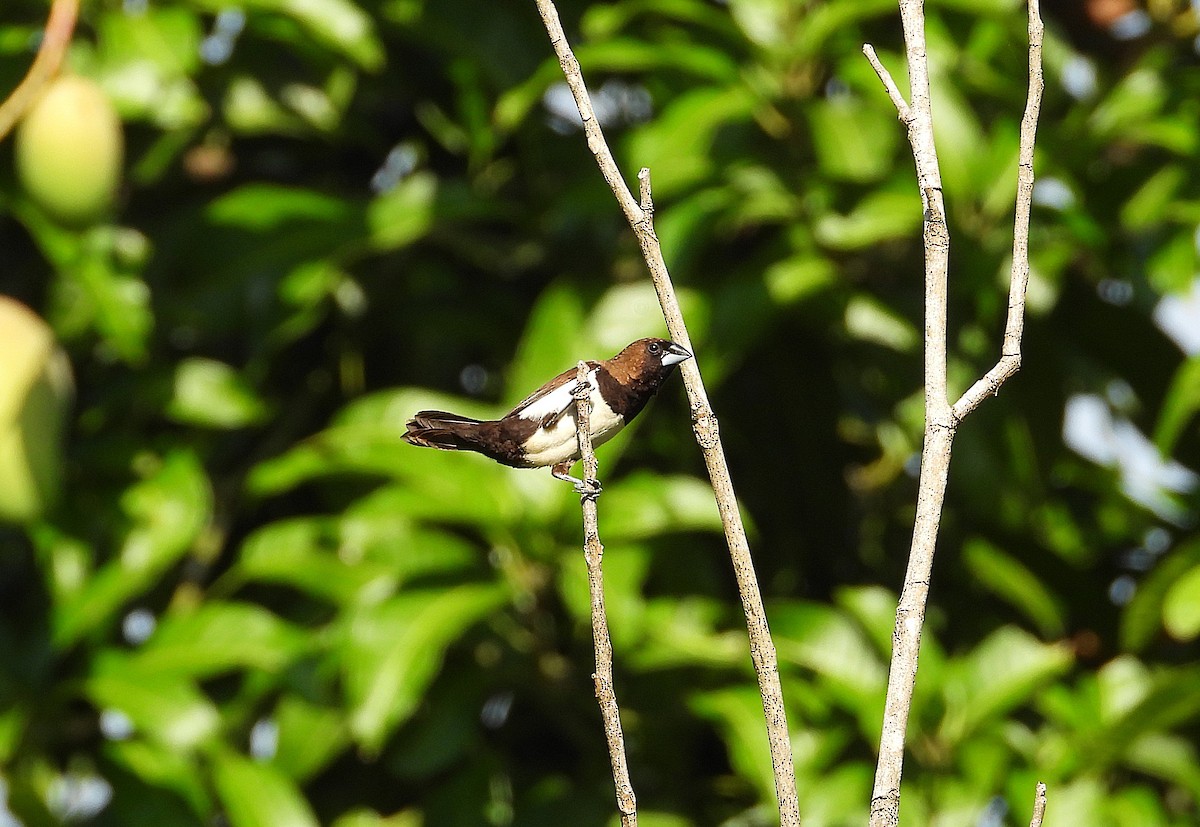 Javan Munia - ML640020099