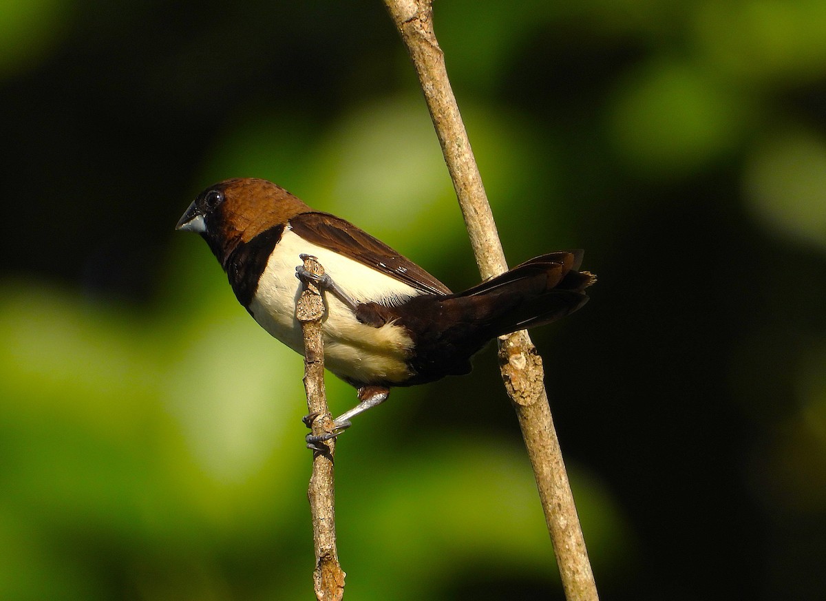 Javan Munia - ML640020168