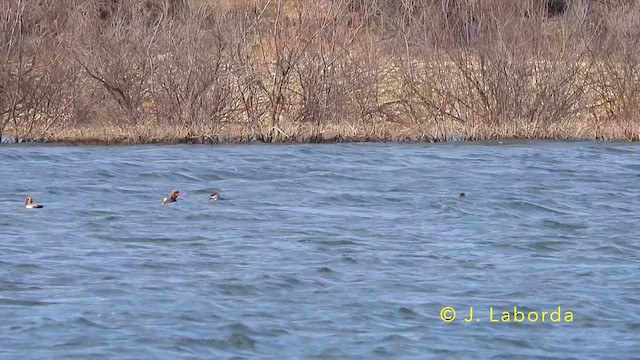 Red-crested Pochard - ML640020223