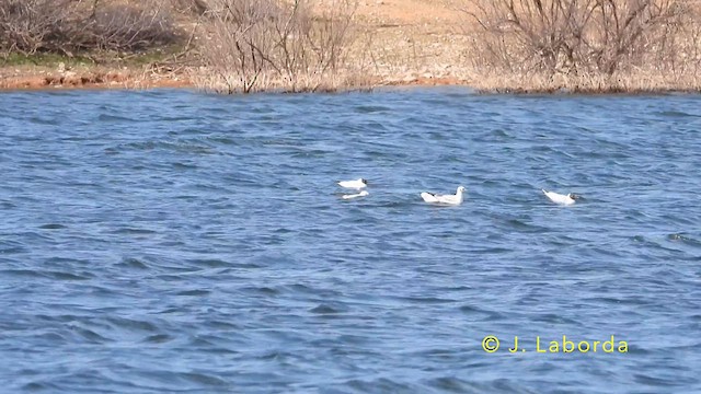 Black-headed Gull - ML640020225