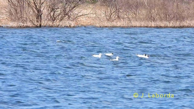 Black-headed Gull - ML640020226