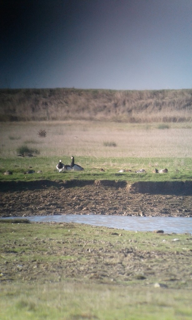 Barnacle Goose - ML640020233