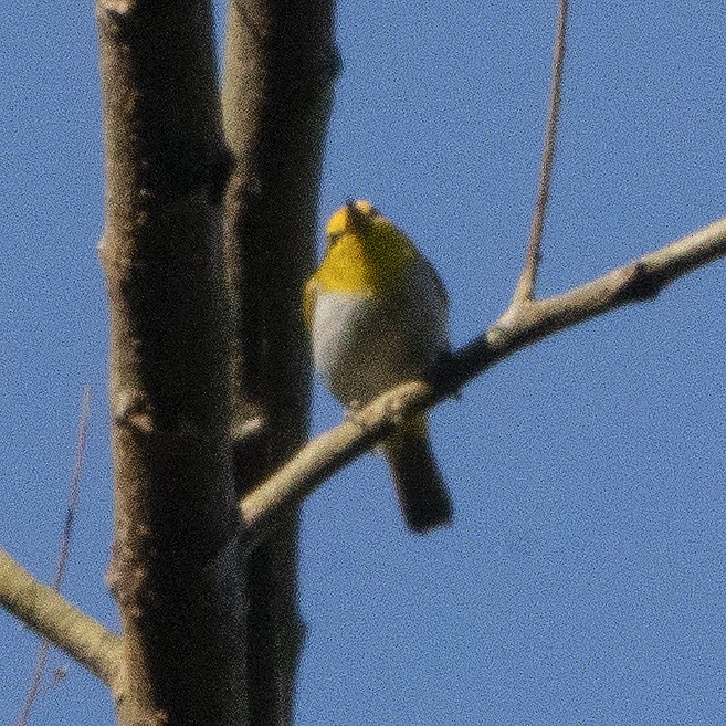 Gelbring-Brillenvogel - ML640020253