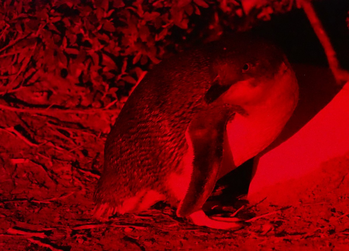 Little Penguin - ML640020257