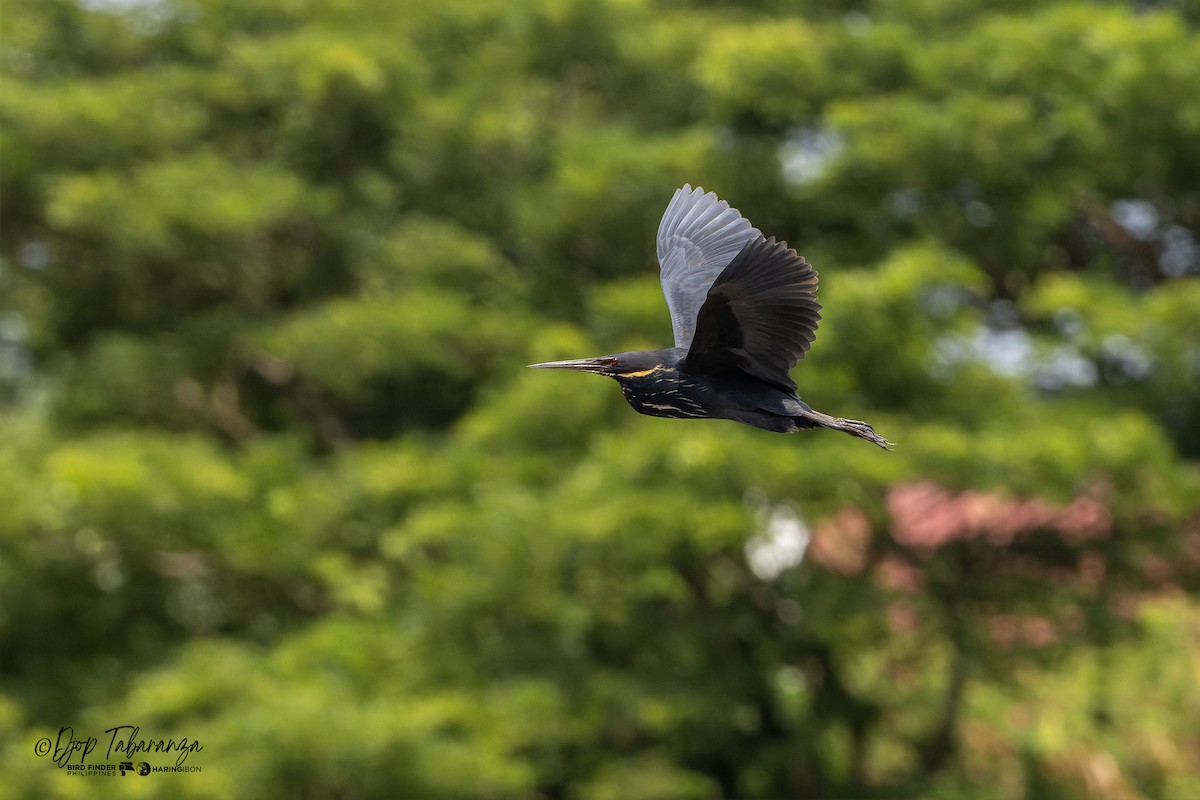 Black Bittern - ML640020294