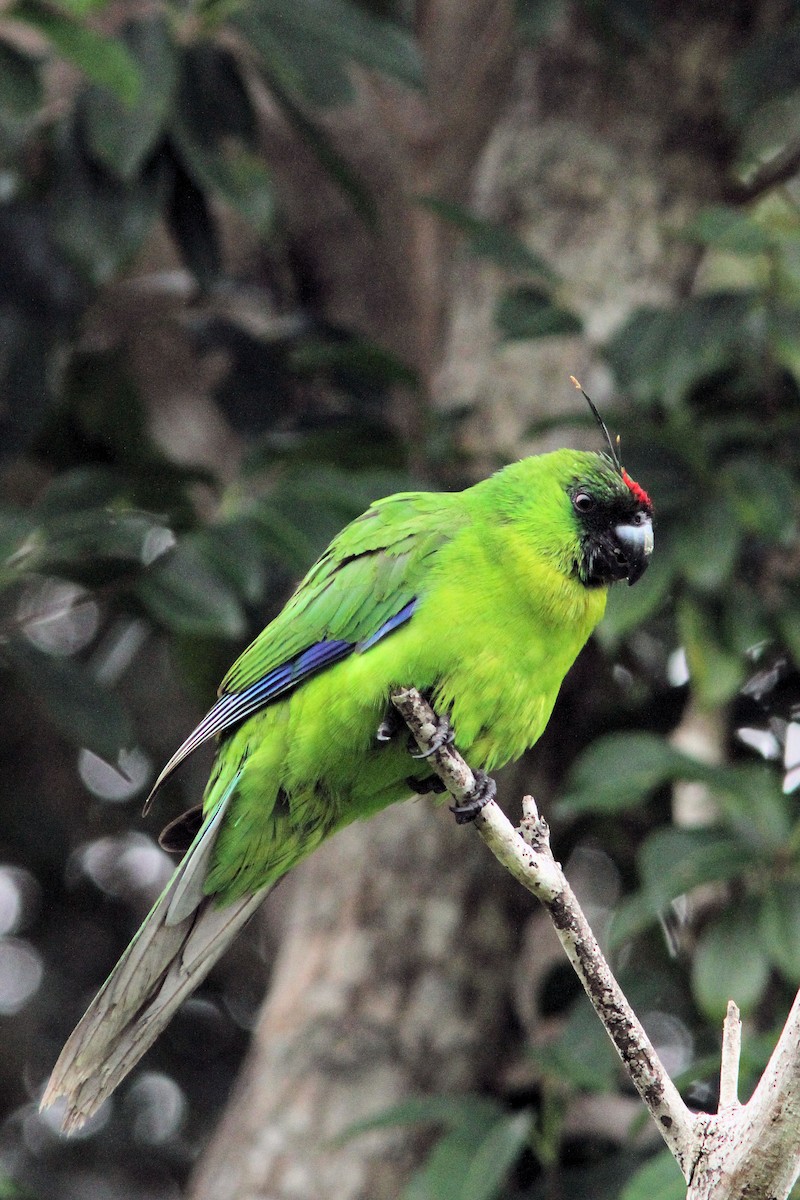 Ouvea Parakeet - ML640020430