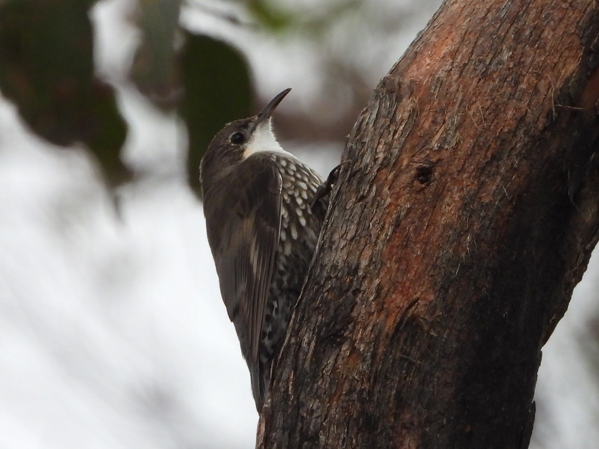 White-throated Treecreeper - ML640020556