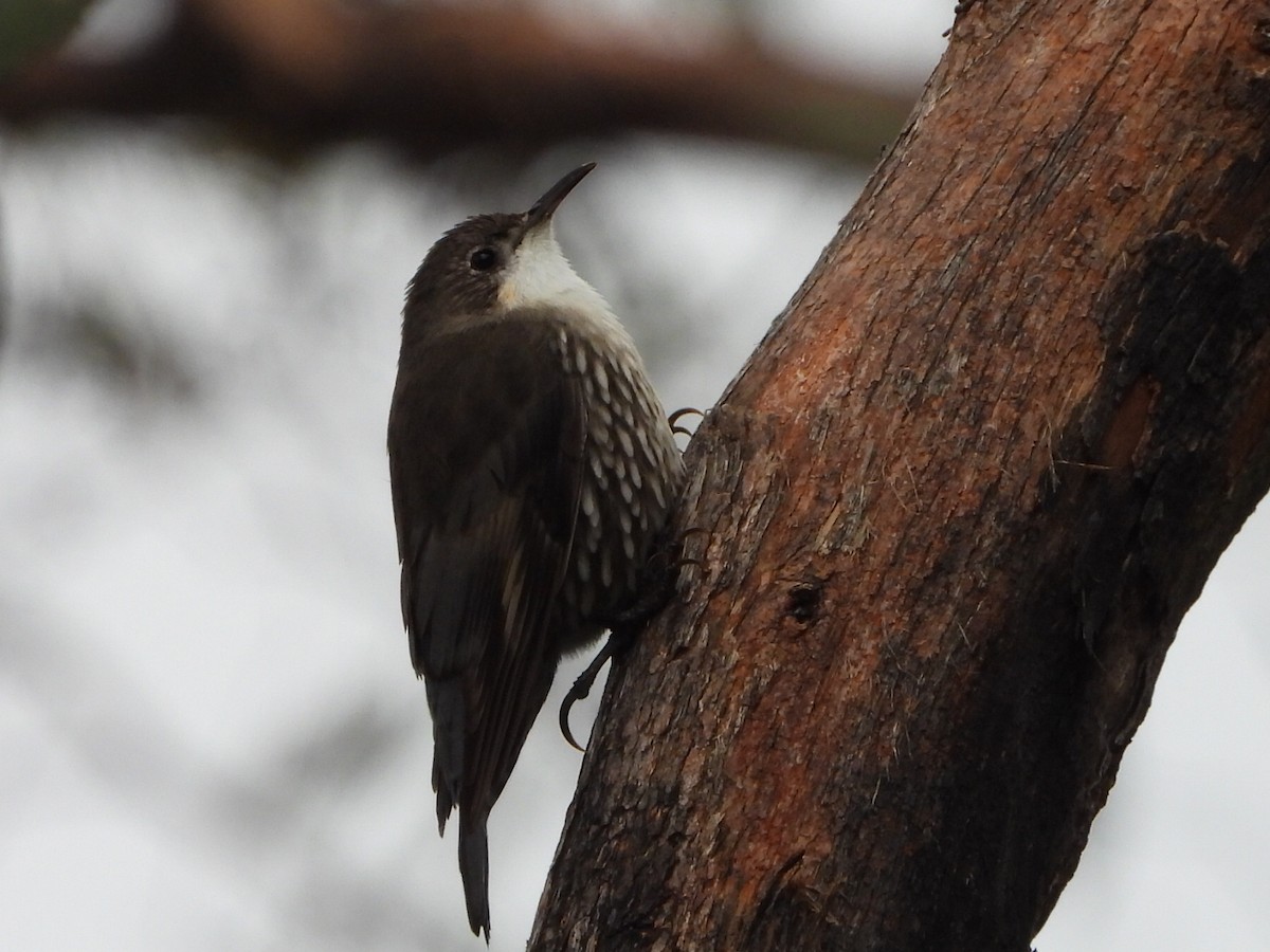 White-throated Treecreeper - ML640020557