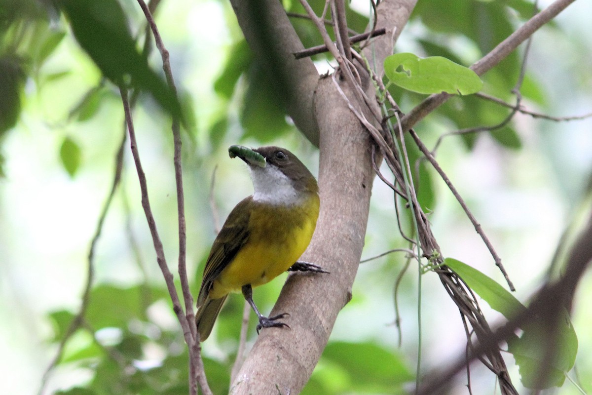 Vanuatu Whistler - ML640020567