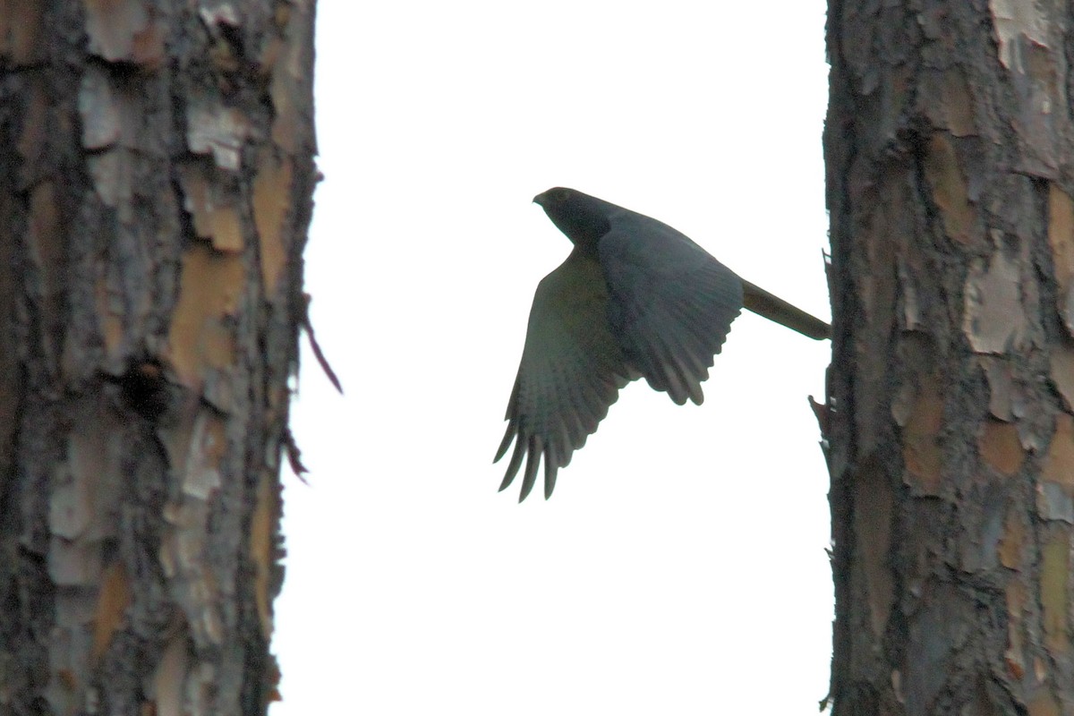 New Caledonian Goshawk - ML640020621