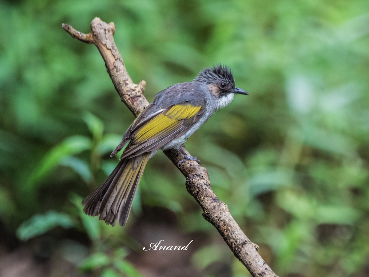 Ashy Bulbul - ML640020654