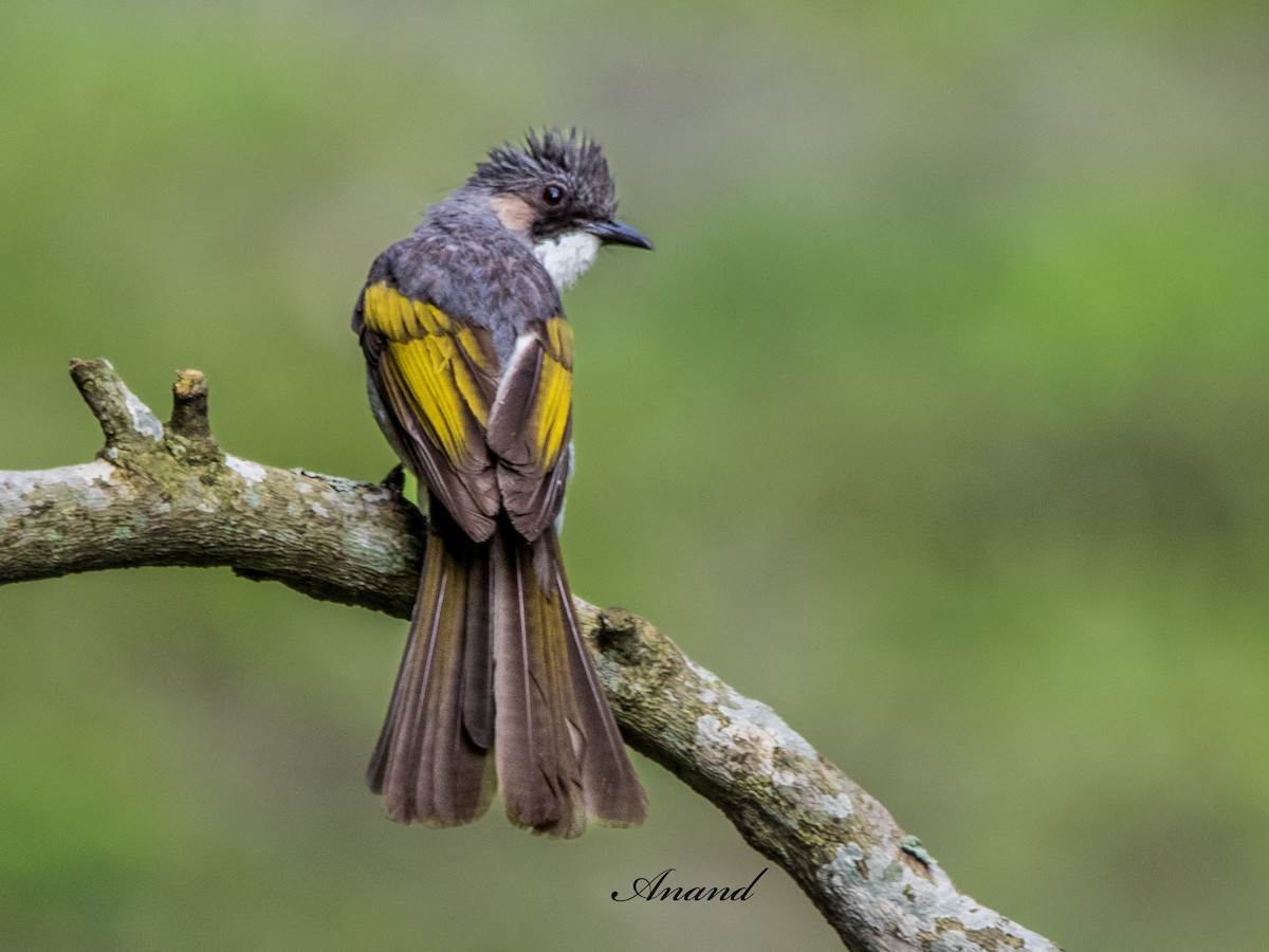 Ashy Bulbul - ML640020673