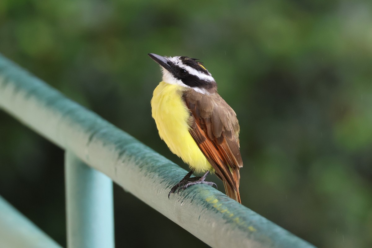 Great Kiskadee - ML640020676