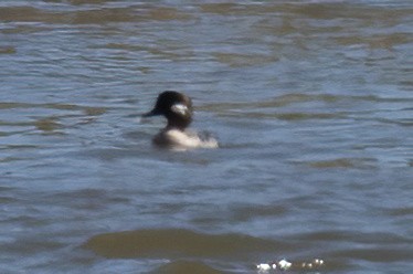 Bufflehead - ML640020678