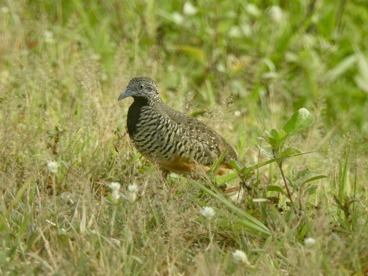 Barred Buttonquail - ML640020707