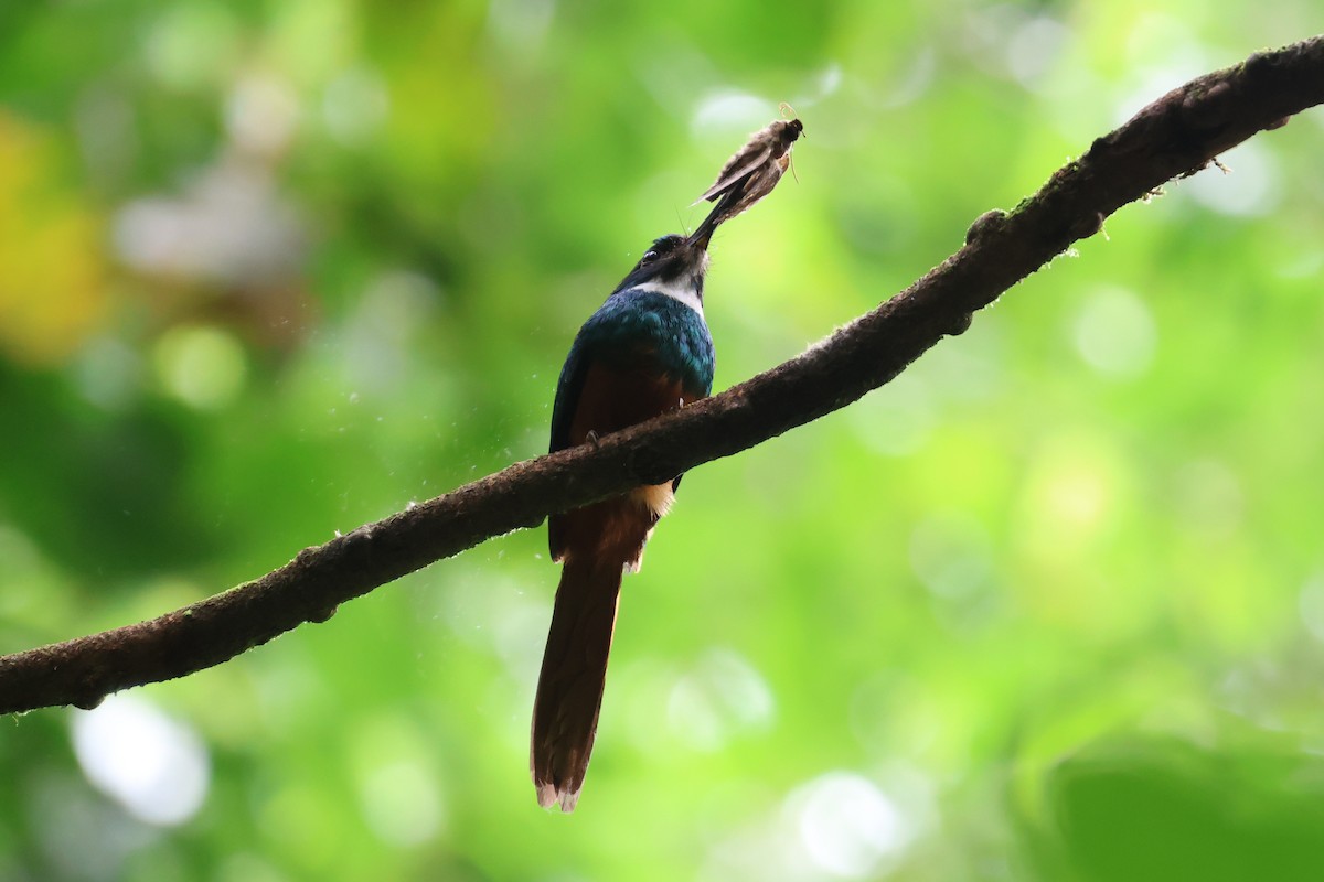 Rufous-tailed Jacamar - ML640020735