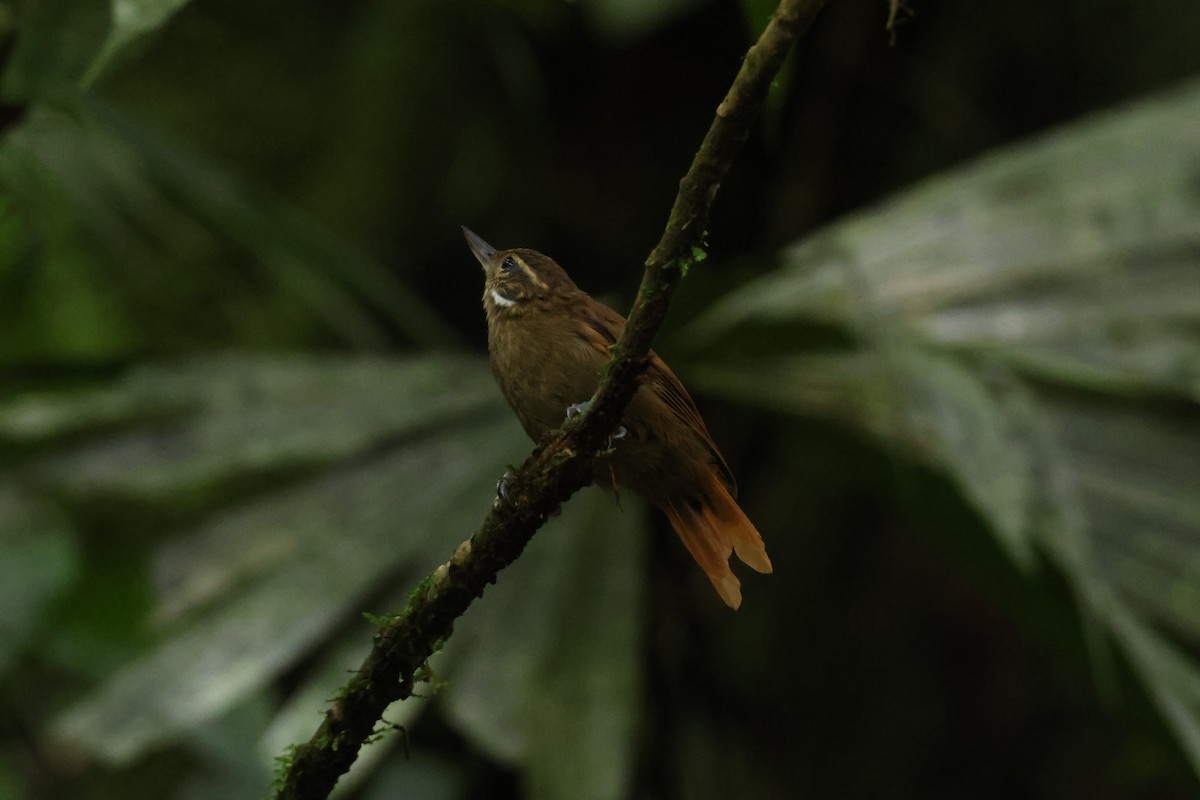 Northern Plain-Xenops - ML640020739