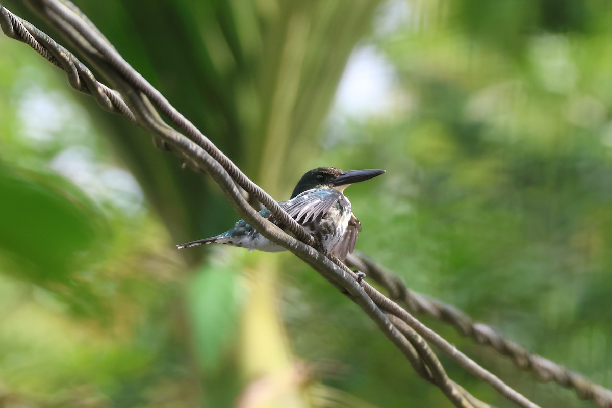 Green Kingfisher - ML640020771