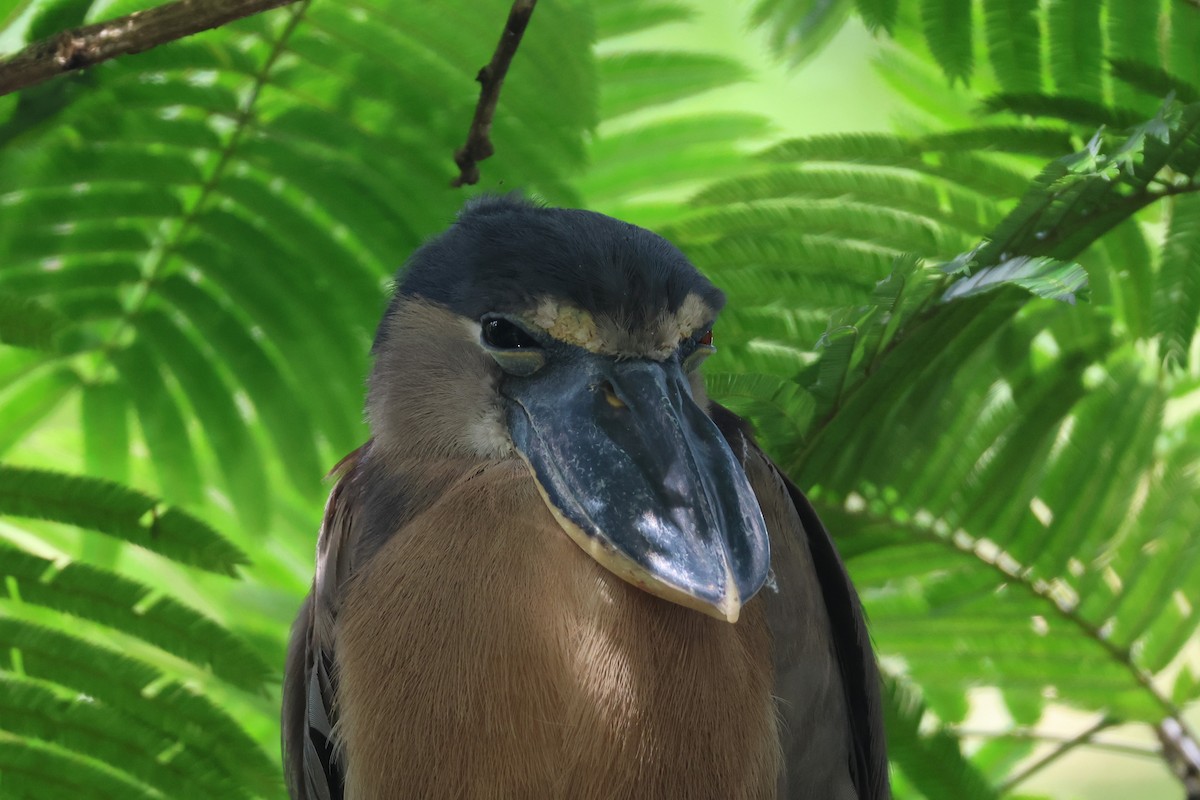 Boat-billed Heron - ML640020775