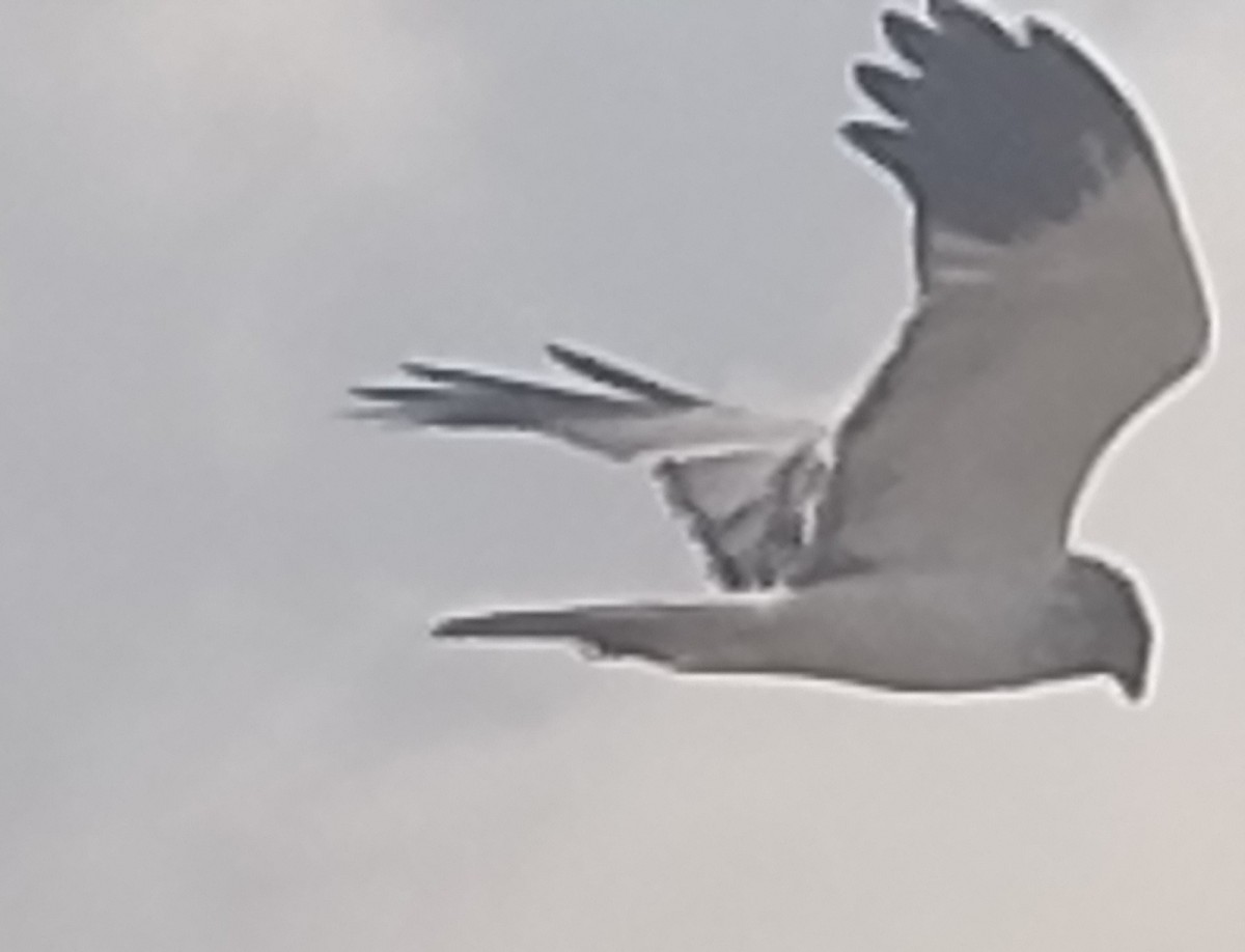 Malagasy Harrier - ML640020796