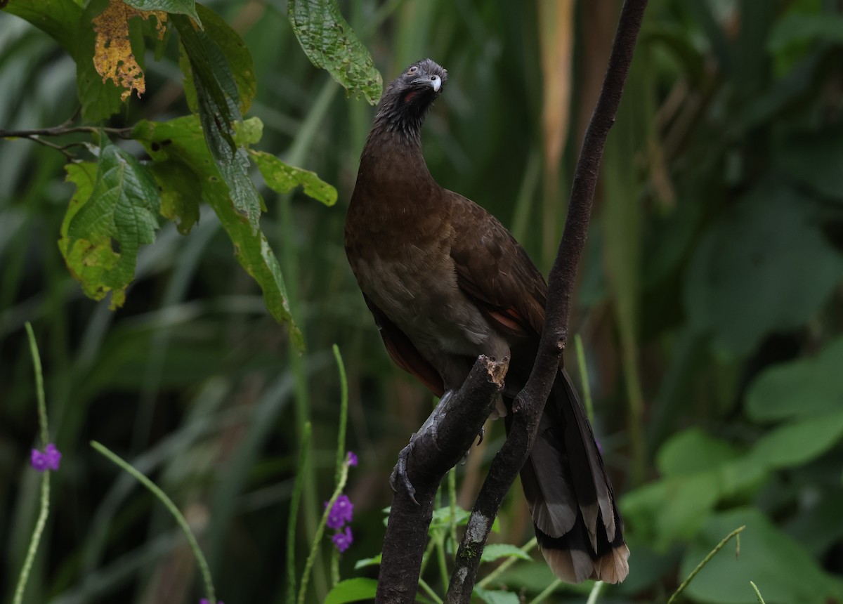 Gray-headed Chachalaca - ML640020798