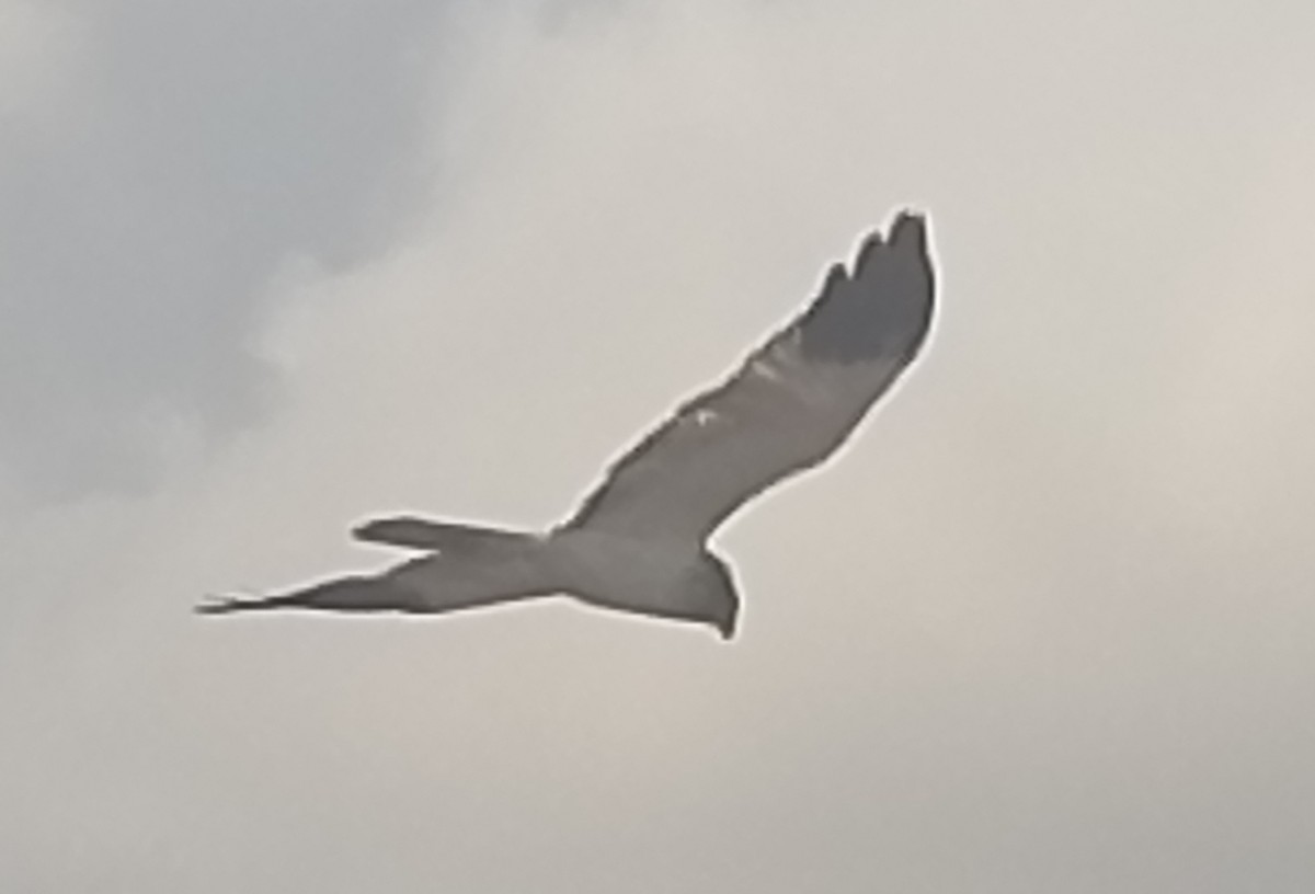Malagasy Harrier - ML640020800