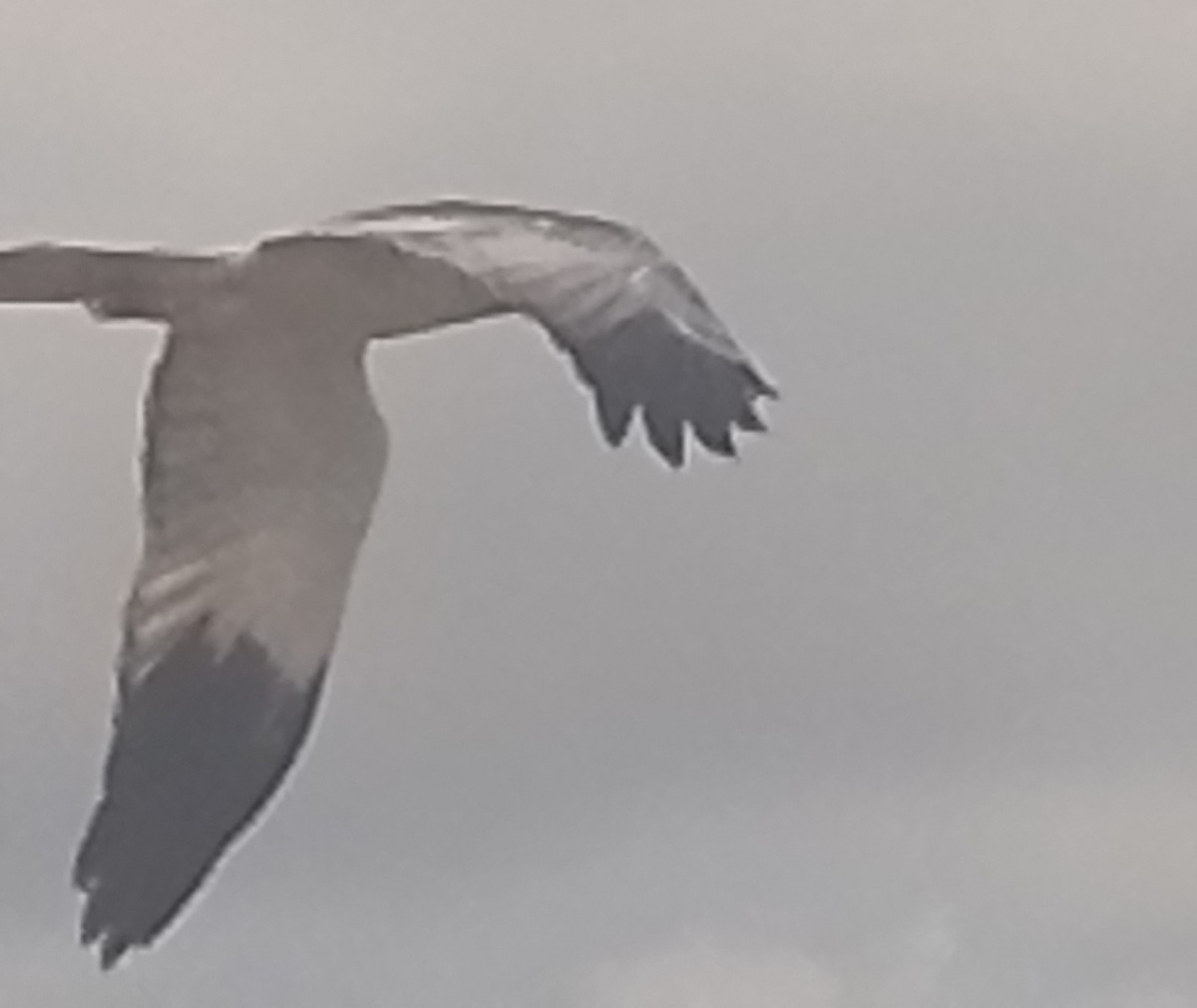 Malagasy Harrier - ML640020801