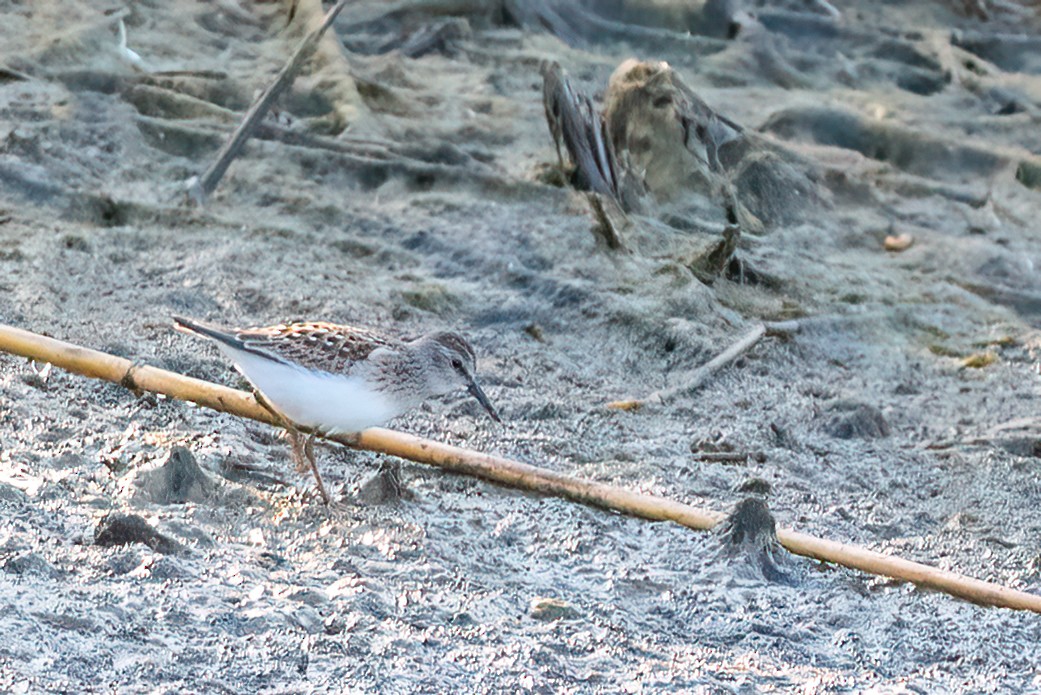 Least Sandpiper - ML640020834