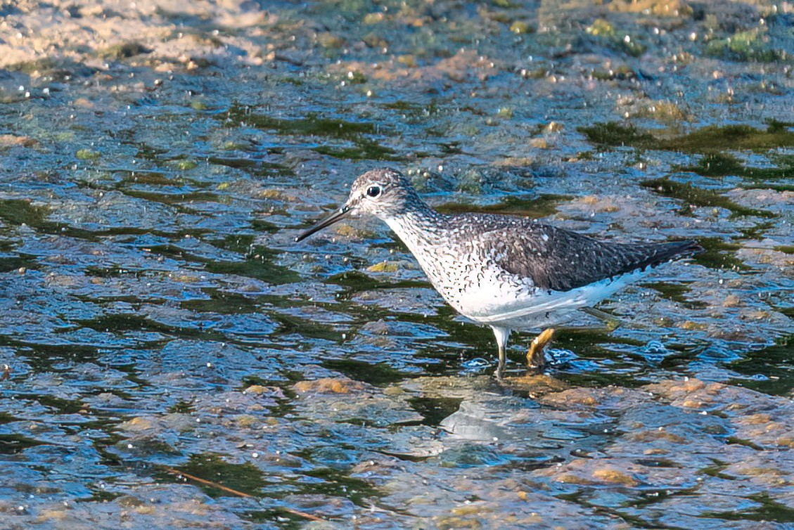 Solitary Sandpiper - ML640020838