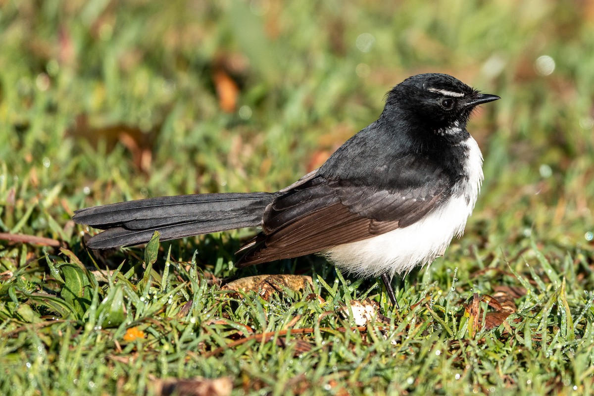 Willie-wagtail - ML640020839