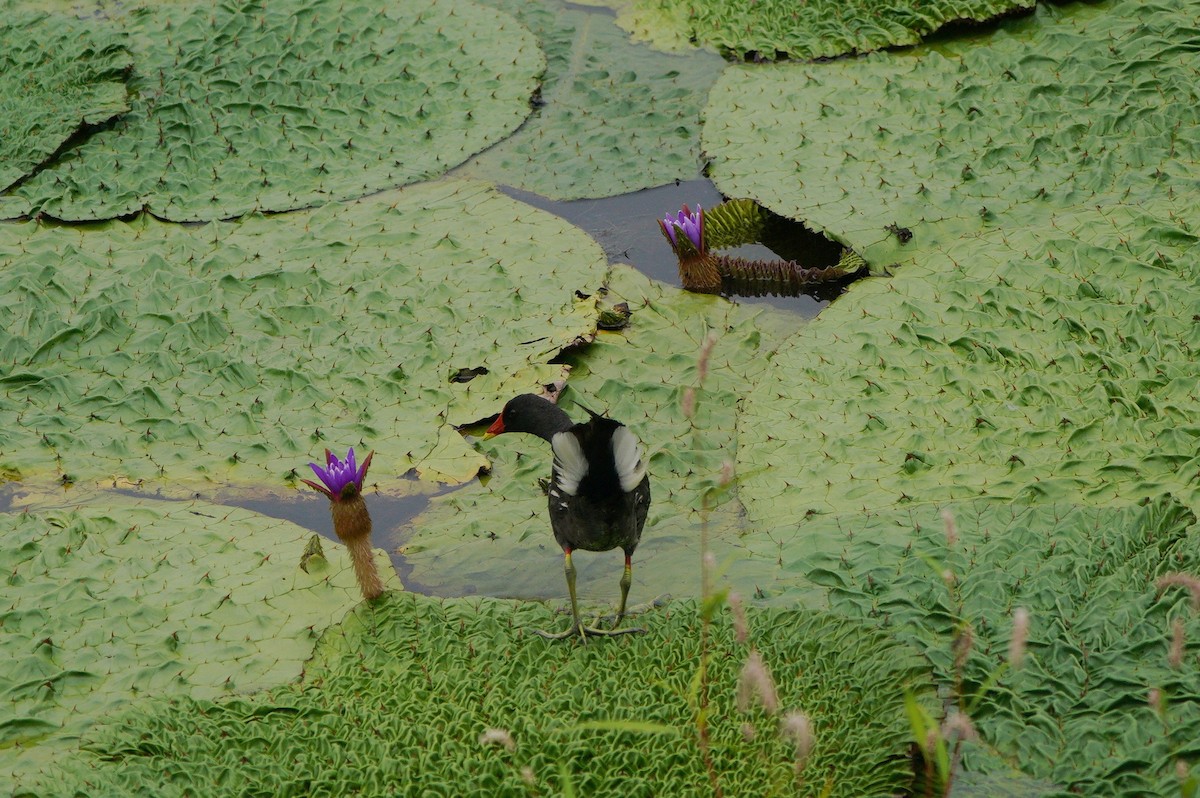 Eurasian Moorhen - ML640020842