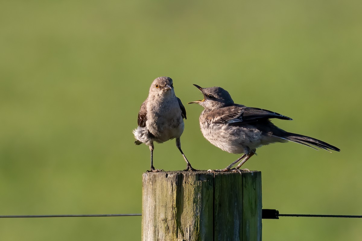 Northern Mockingbird - ML640020843