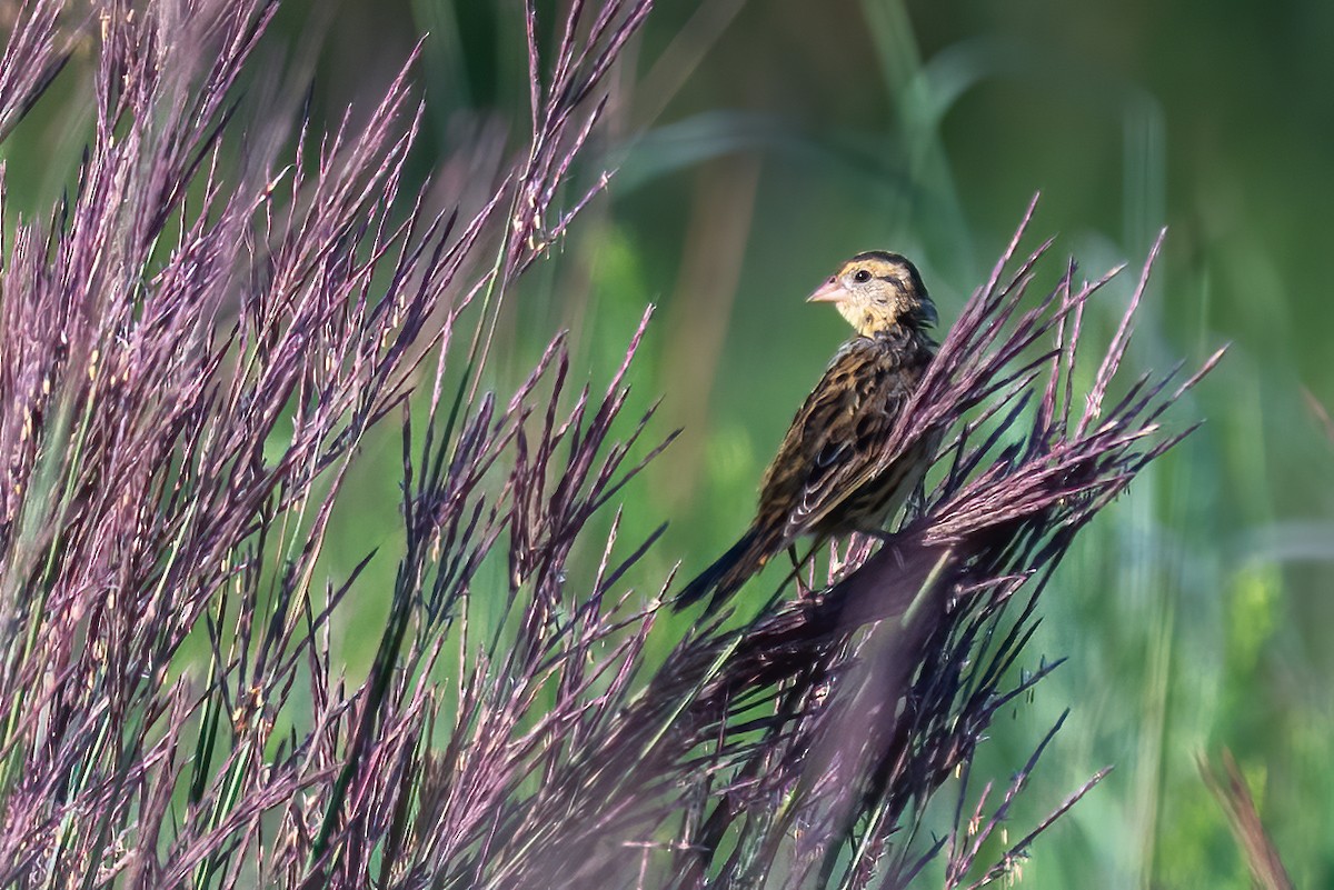 Bobolink - ML640020848