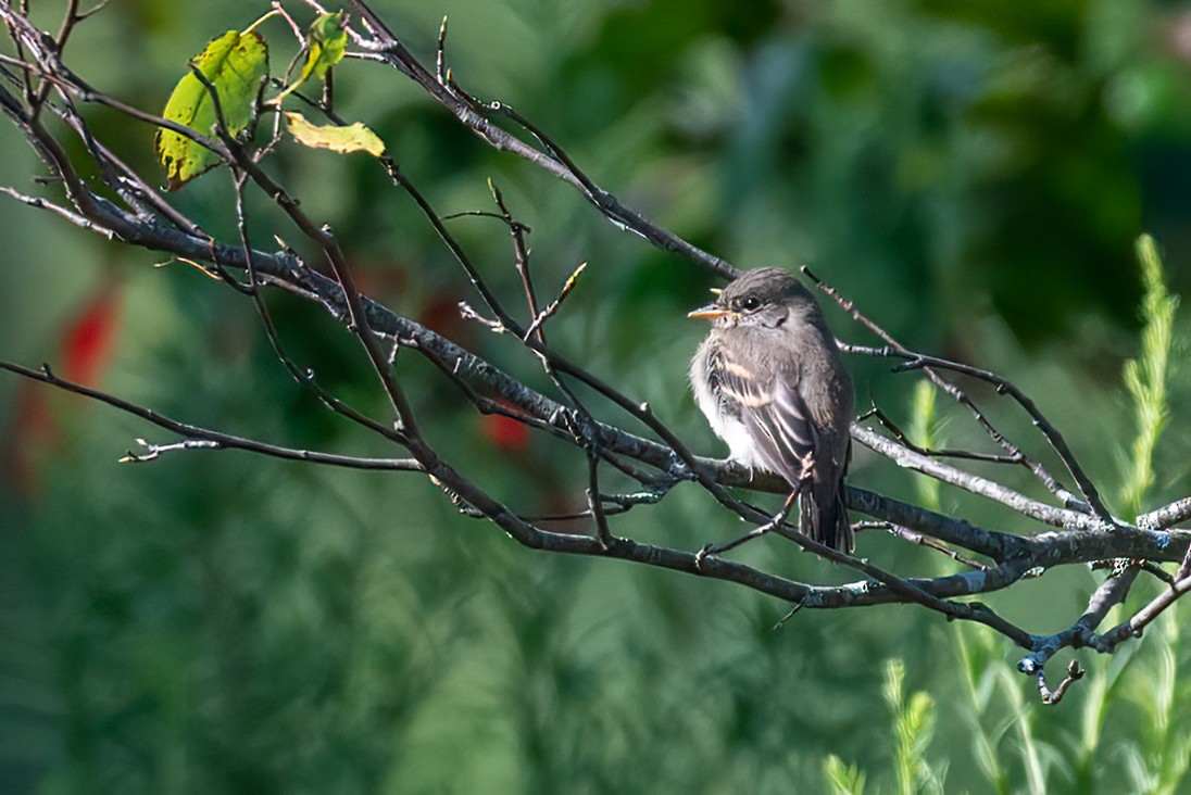 Willow Flycatcher - ML640020858