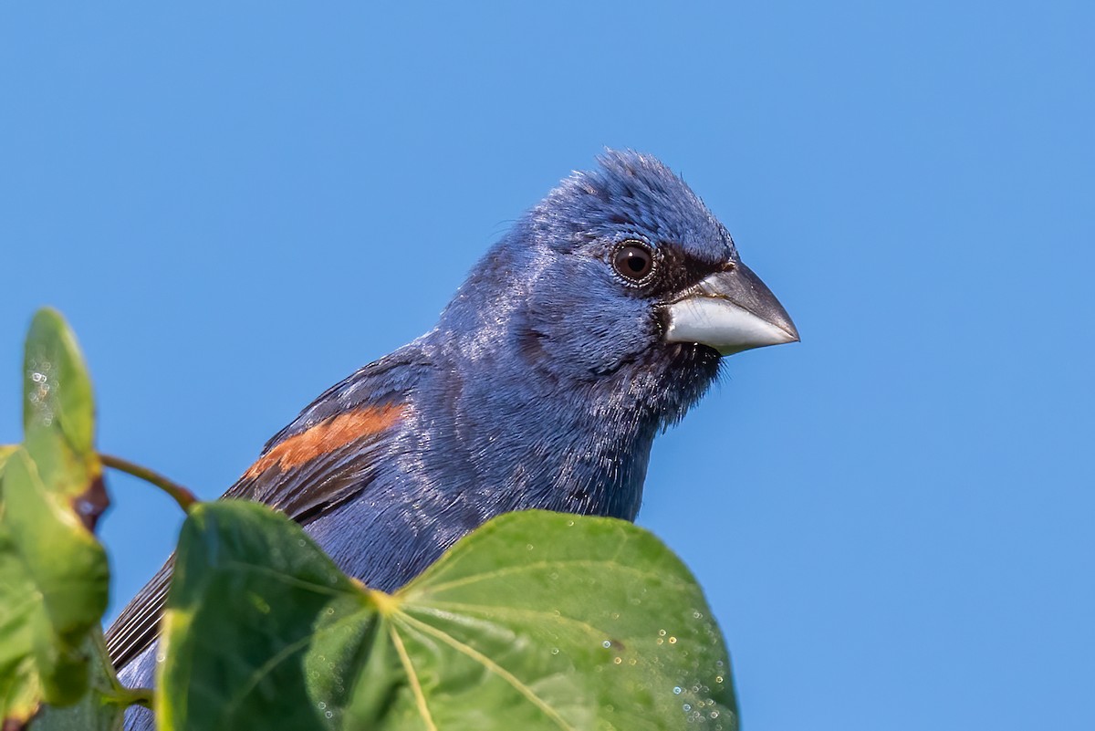 Blue Grosbeak - ML640020869