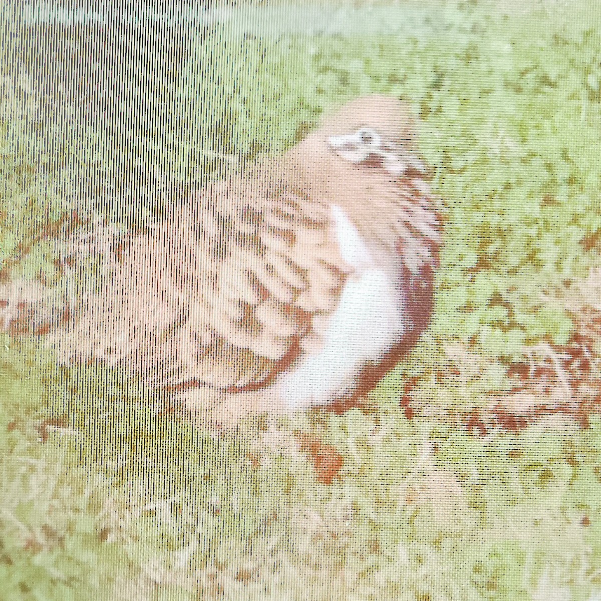 Squatter Pigeon - ML640021023