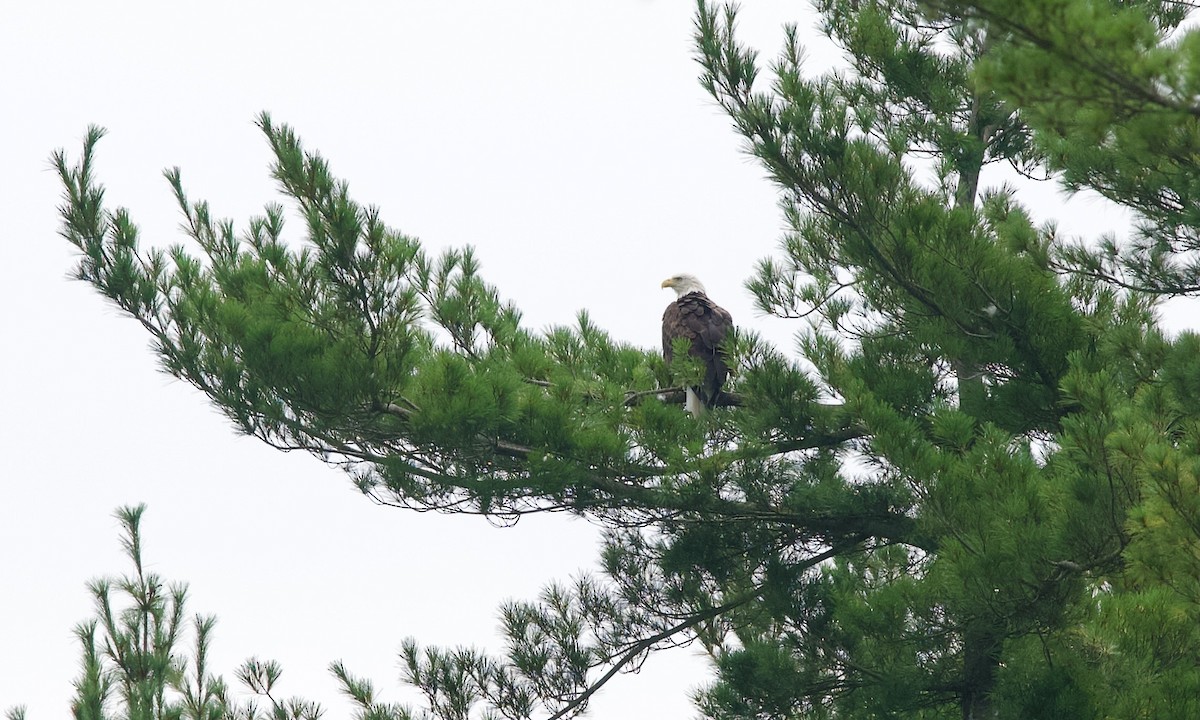 Bald Eagle - ML640021049