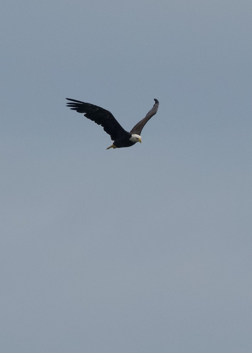 Bald Eagle - ML640021050