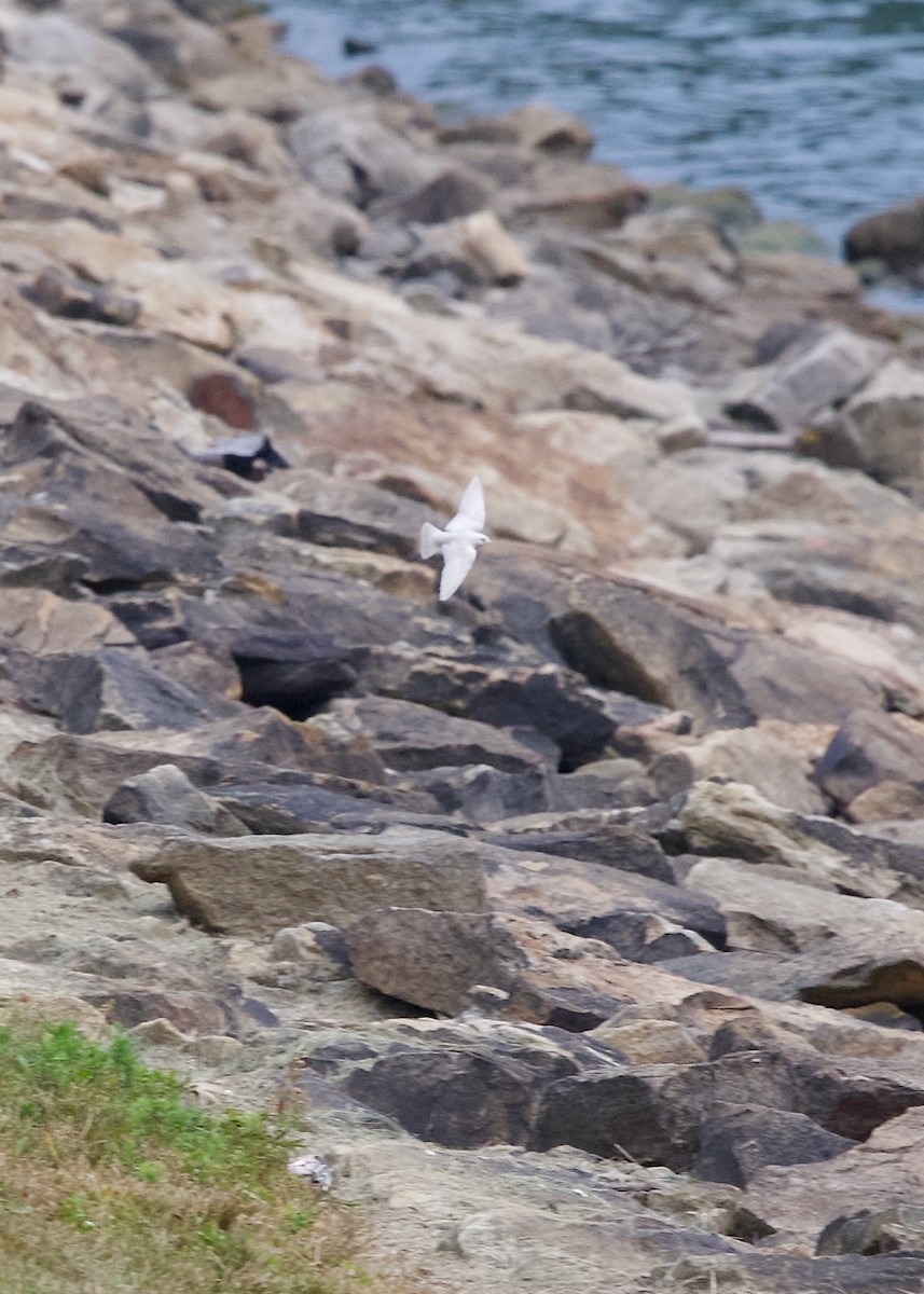 Northern Rough-winged Swallow - ML640021055