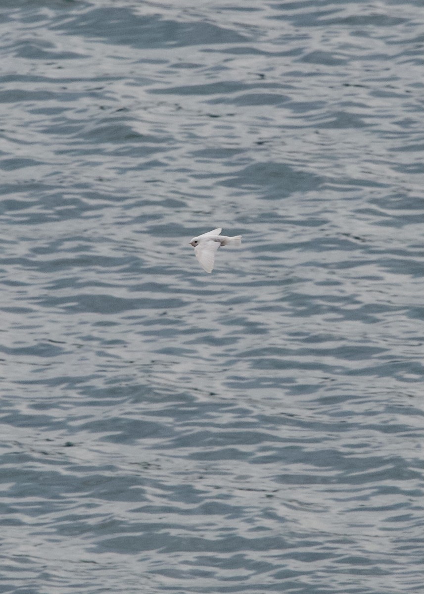 Northern Rough-winged Swallow - ML640021056