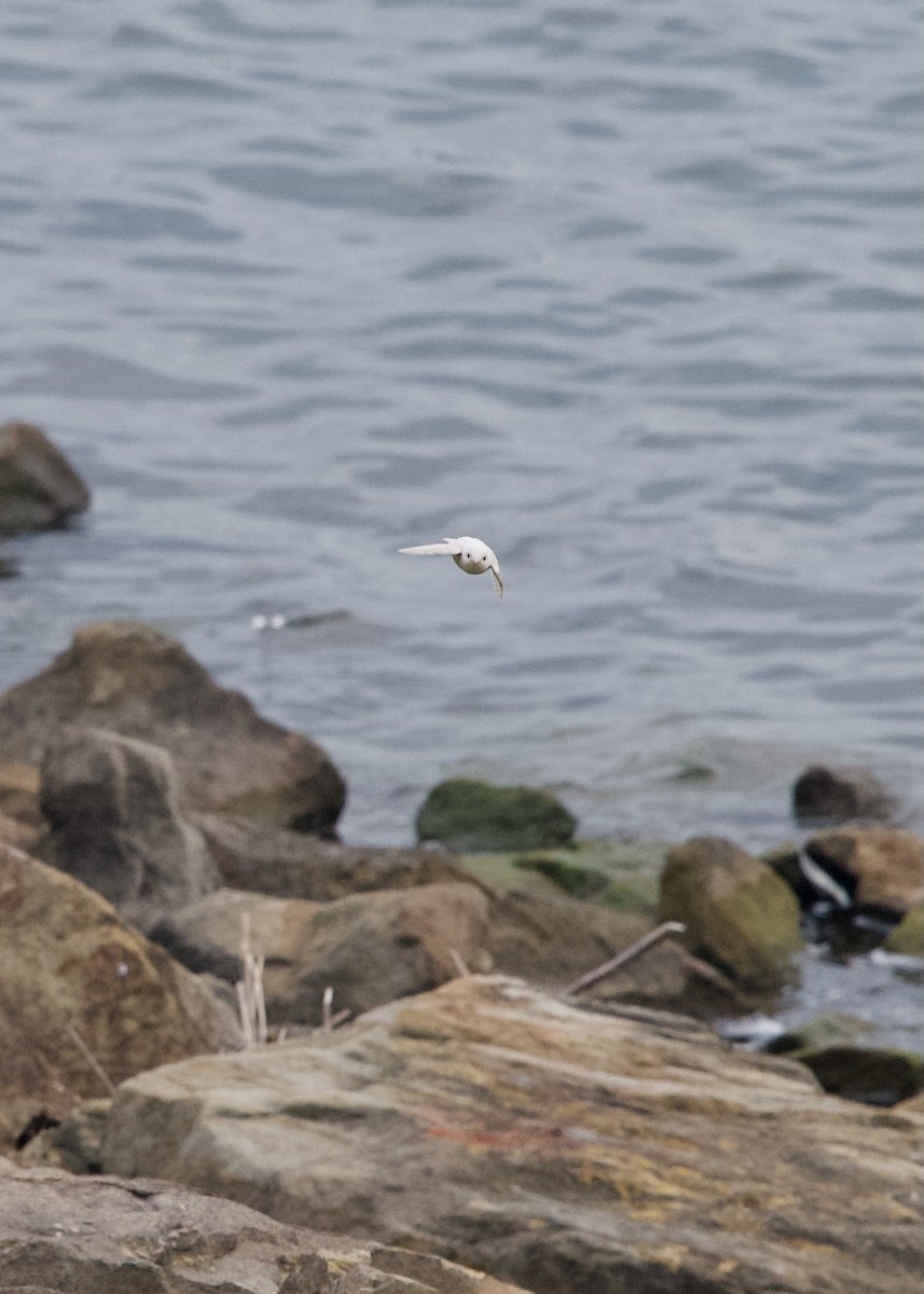 Northern Rough-winged Swallow - ML640021057