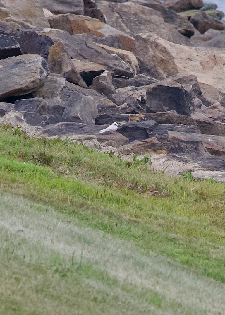 Northern Rough-winged Swallow - ML640021059