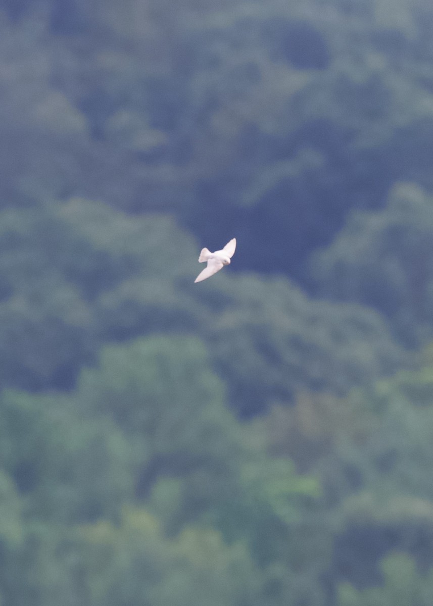 Northern Rough-winged Swallow - ML640021060