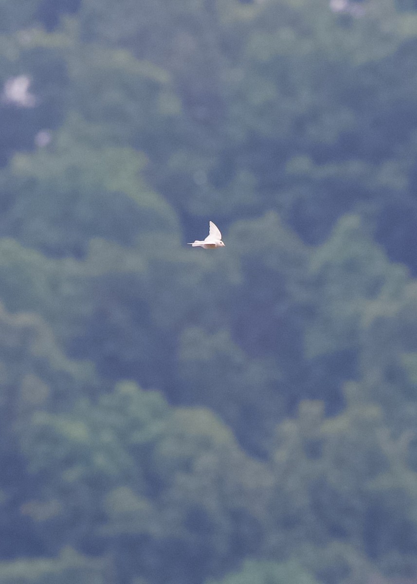 Northern Rough-winged Swallow - ML640021061