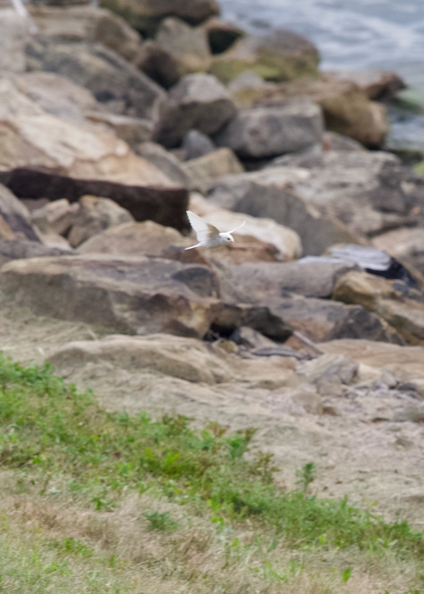 Northern Rough-winged Swallow - ML640021063
