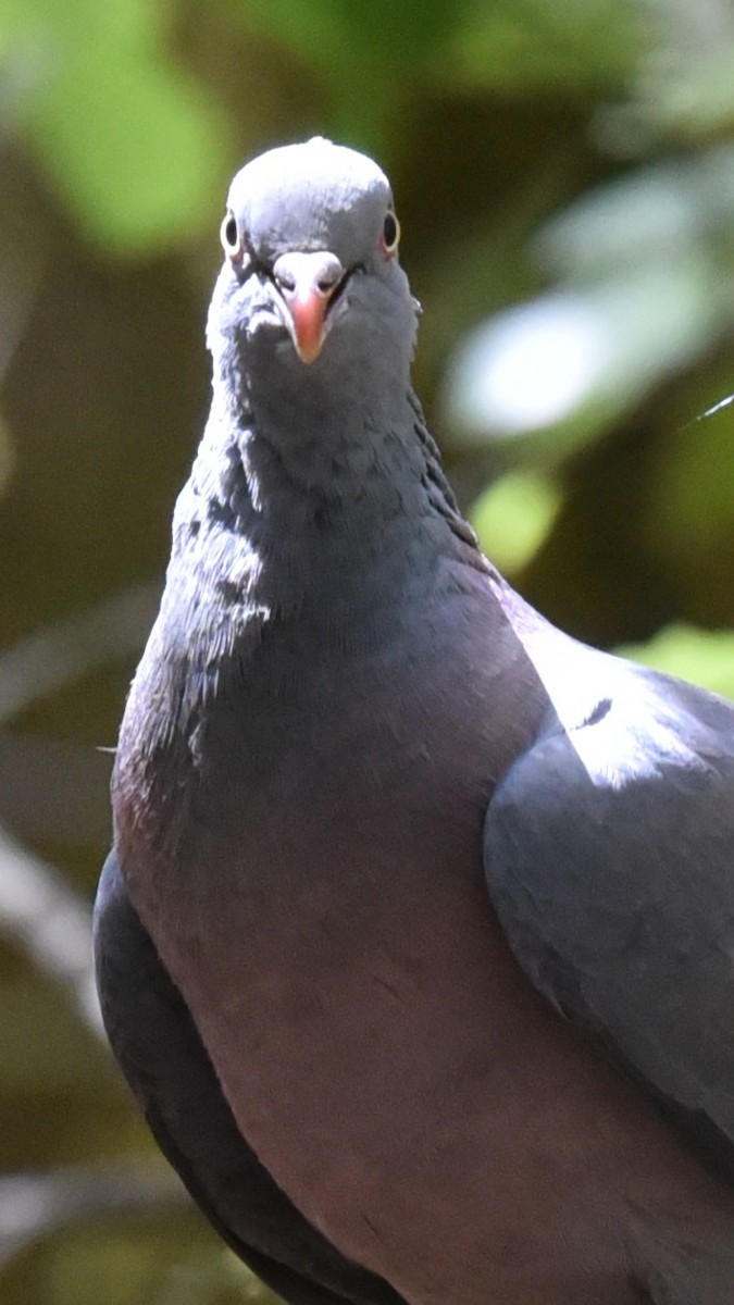 Bolle's Pigeon - ML640021071