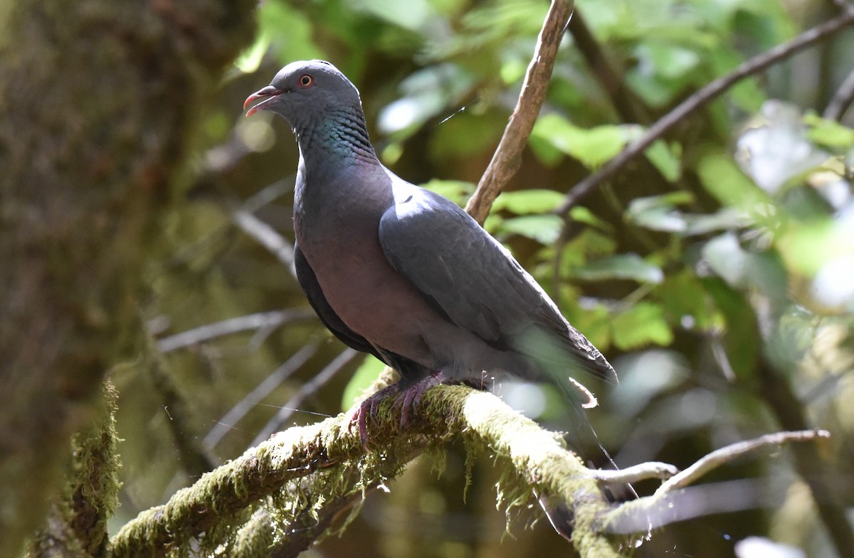 Bolle's Pigeon - ML640021075
